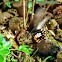 Common mormon with egg and its caterpillar