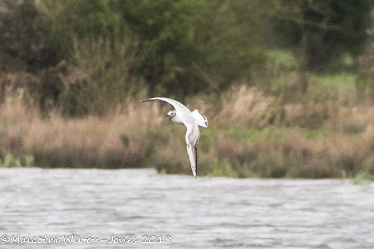 Black-headed Gull