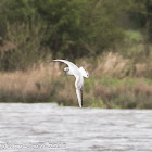 Black-headed Gull