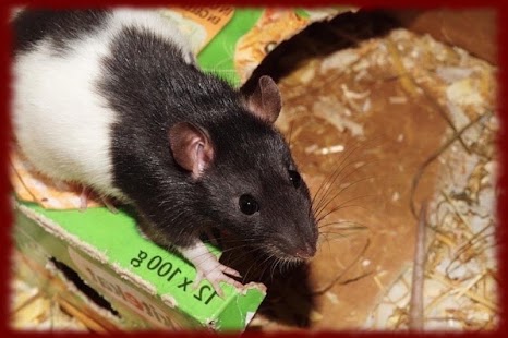 How to download Pet Rats wallpapers 1.0 apk for laptop