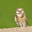 Burrowing Owl