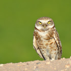 Burrowing Owl