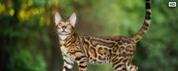 My Bengal Cat HD Wallpapers New Tab marquee promo image