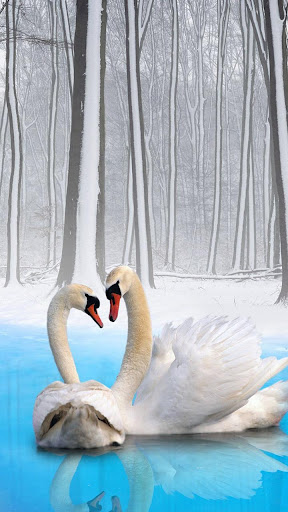 Swan Wallpapers-Beautiful Free