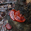 Ganoderma