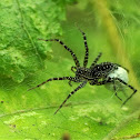 Lawn Wolf Spider