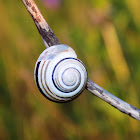 White-lipped snail