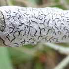 Script Lichen