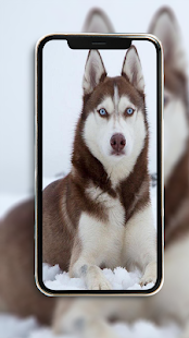 Husky Wallpaper Plus 1.0 APK + Mod (Unlimited money) إلى عن على ذكري المظهر