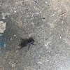 House Cricket