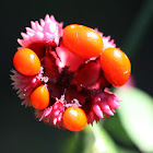 American Strawberry-bush