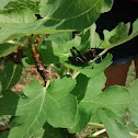 Eastern Lubber Grasshopper