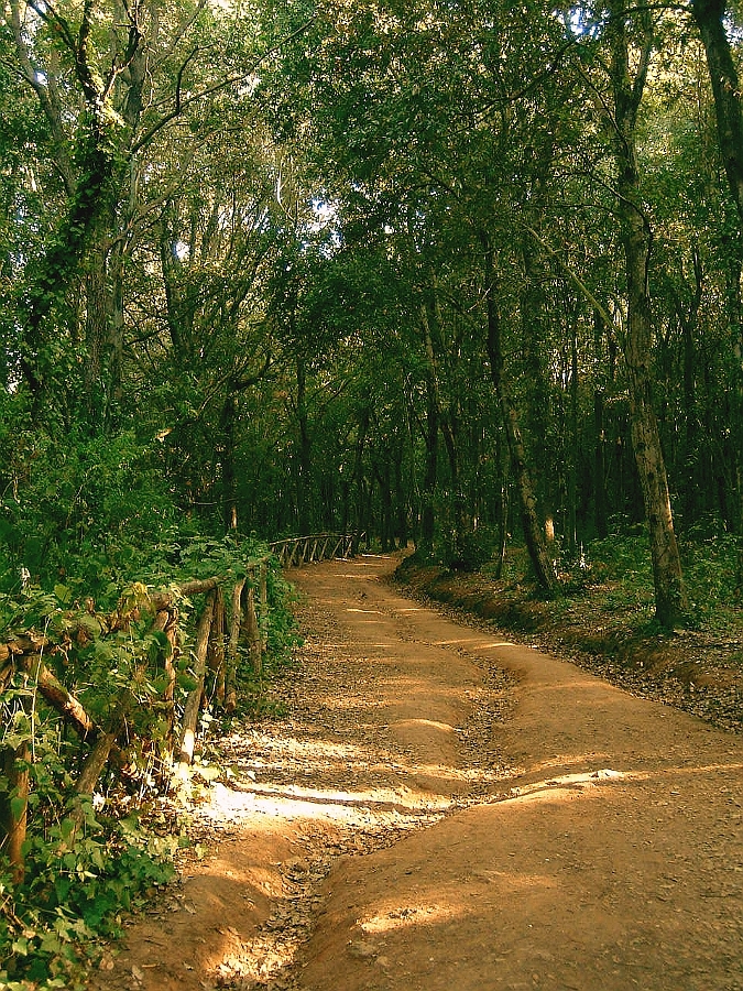 Ma non entrare nel bosco! di Angela1964