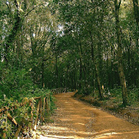 Ma non entrare nel bosco! di 