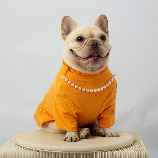 Title 6, Pet Solid Color Bottoming Shirt High Collar off...