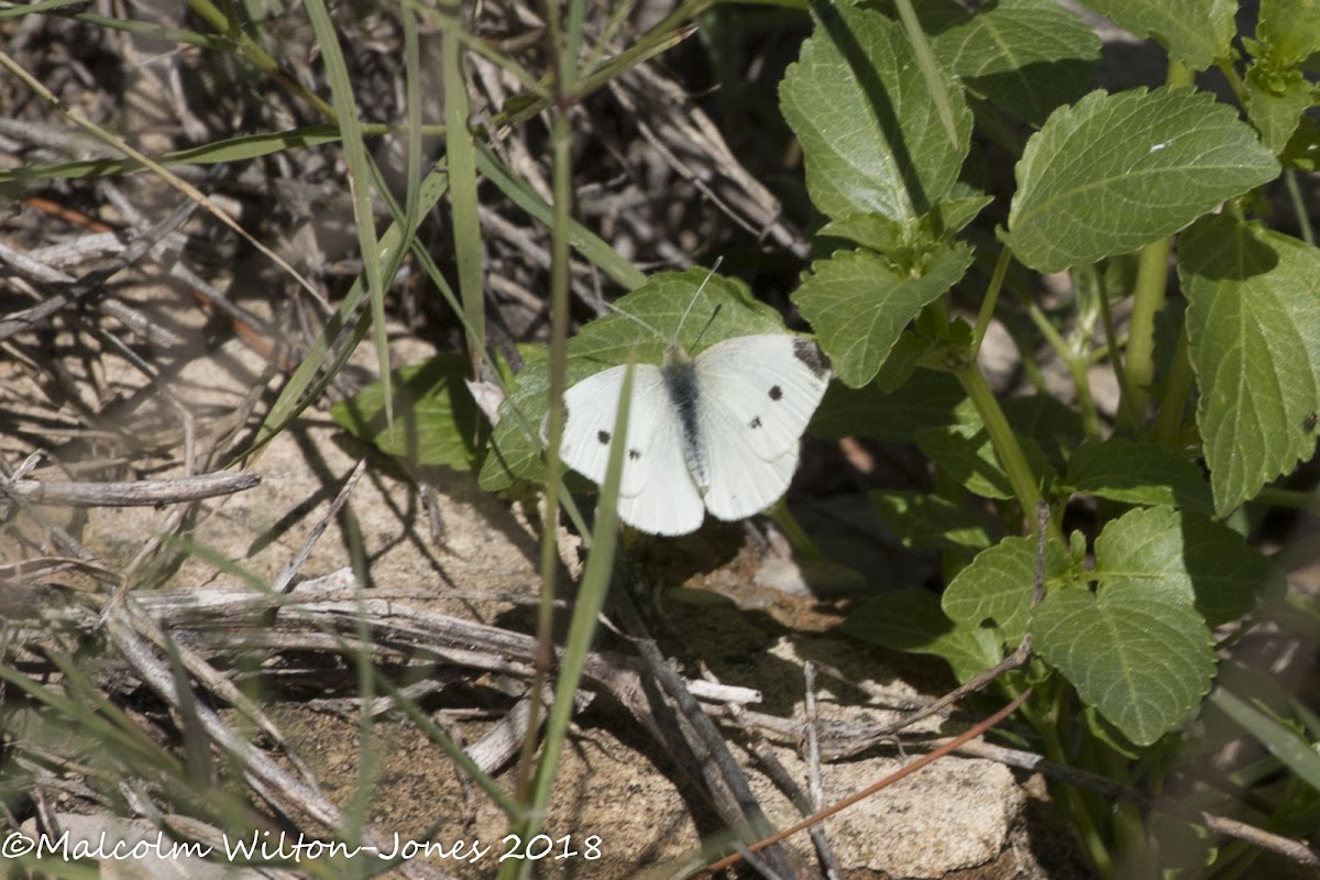 Small White