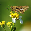 Salt Marsh Skipper