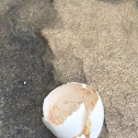 Robbin egg