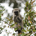 Vervet Monkey