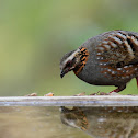 Rufous-throated Partridge