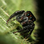 Jumping Spider