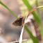 Forest Hopper (Skipper)