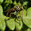 Robber Fly