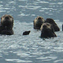 Sea Otter