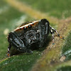 Rhene Jumping Spider