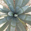 Agave