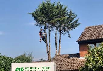 Surrey Tree Specialist  album cover