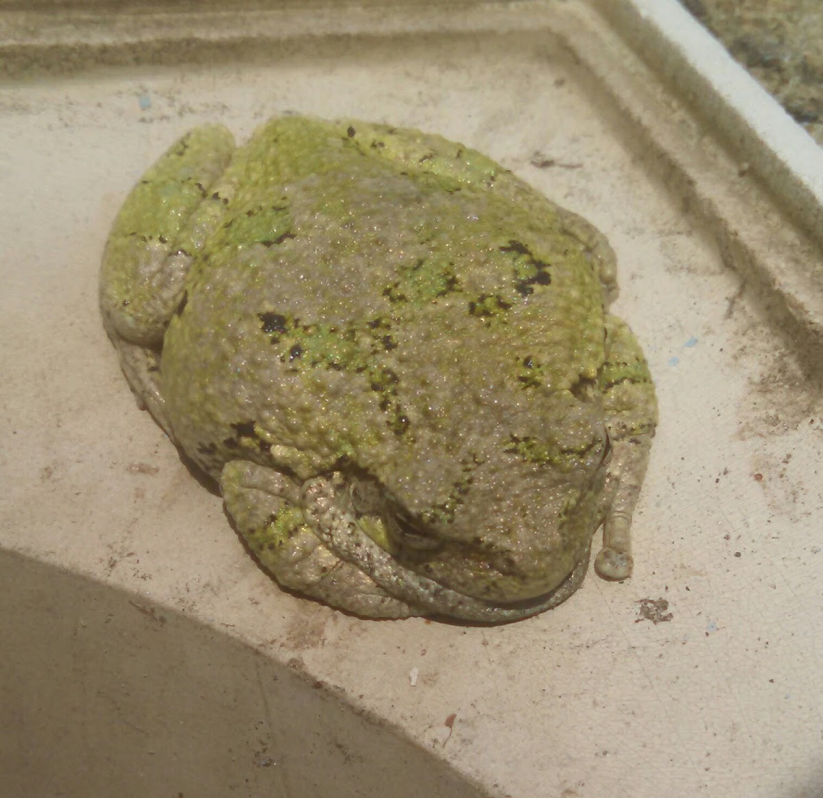 Gray Tree Frog