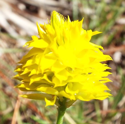 Yellow Milkwort