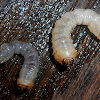 Larvae