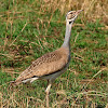 Sisón senegalés (White-bellied bustard)