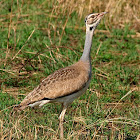 Sisón senegalés (White-bellied bustard)