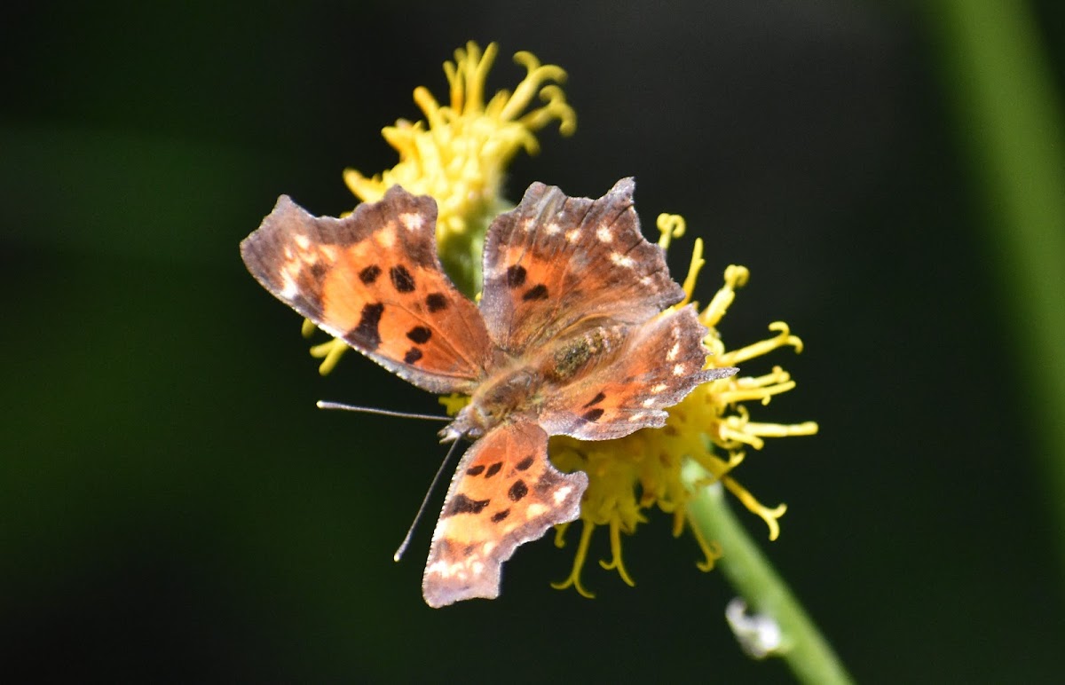 Western Comma