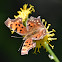 Western Comma