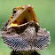 Eastern Bearded Dragon