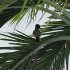 Loggerhead kingbird