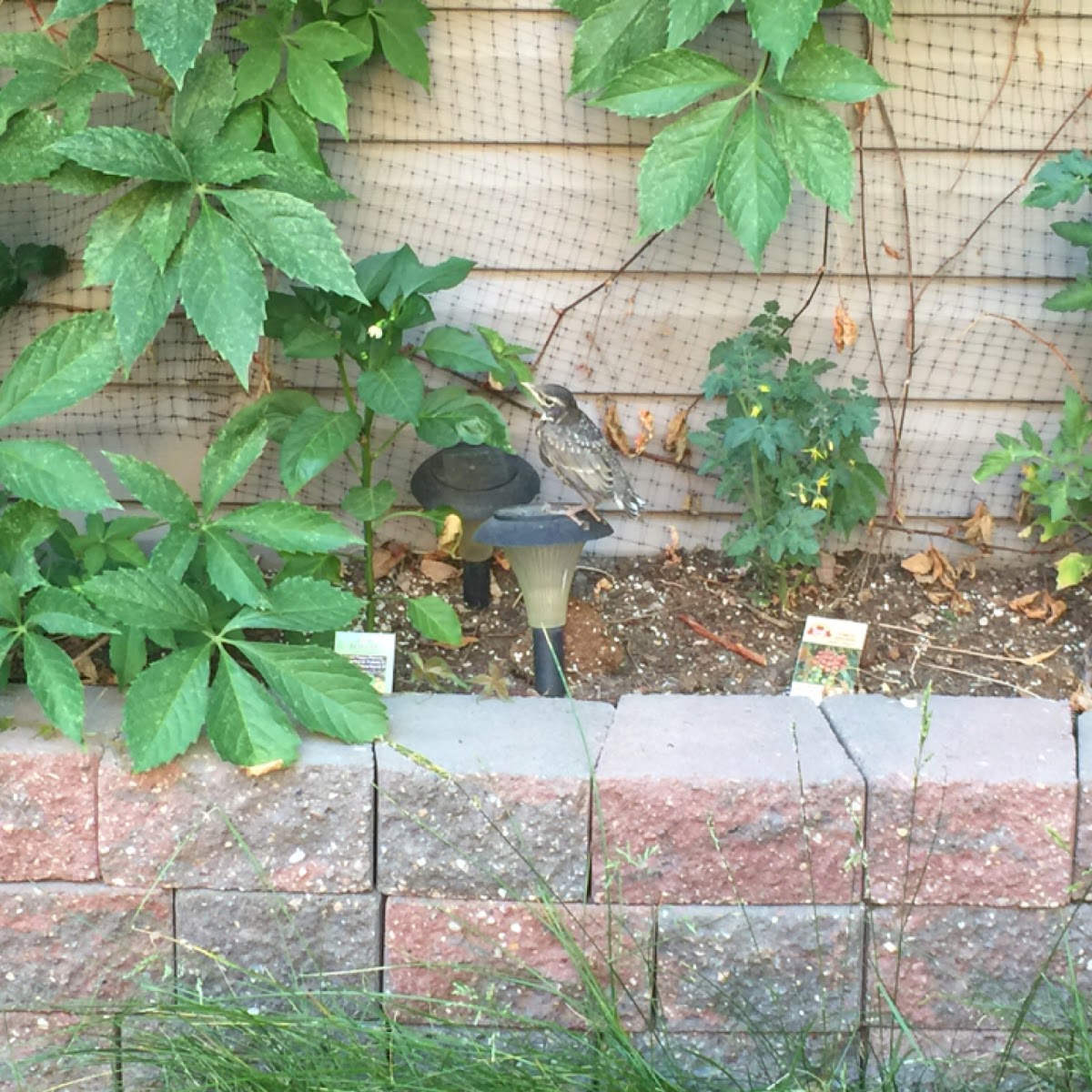 American Robin (juvenile)