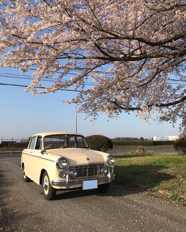 ブルーバードのヨシザワガレージ・桜と愛車・ブルーバードに関するカスタム事例の投稿画像1枚目