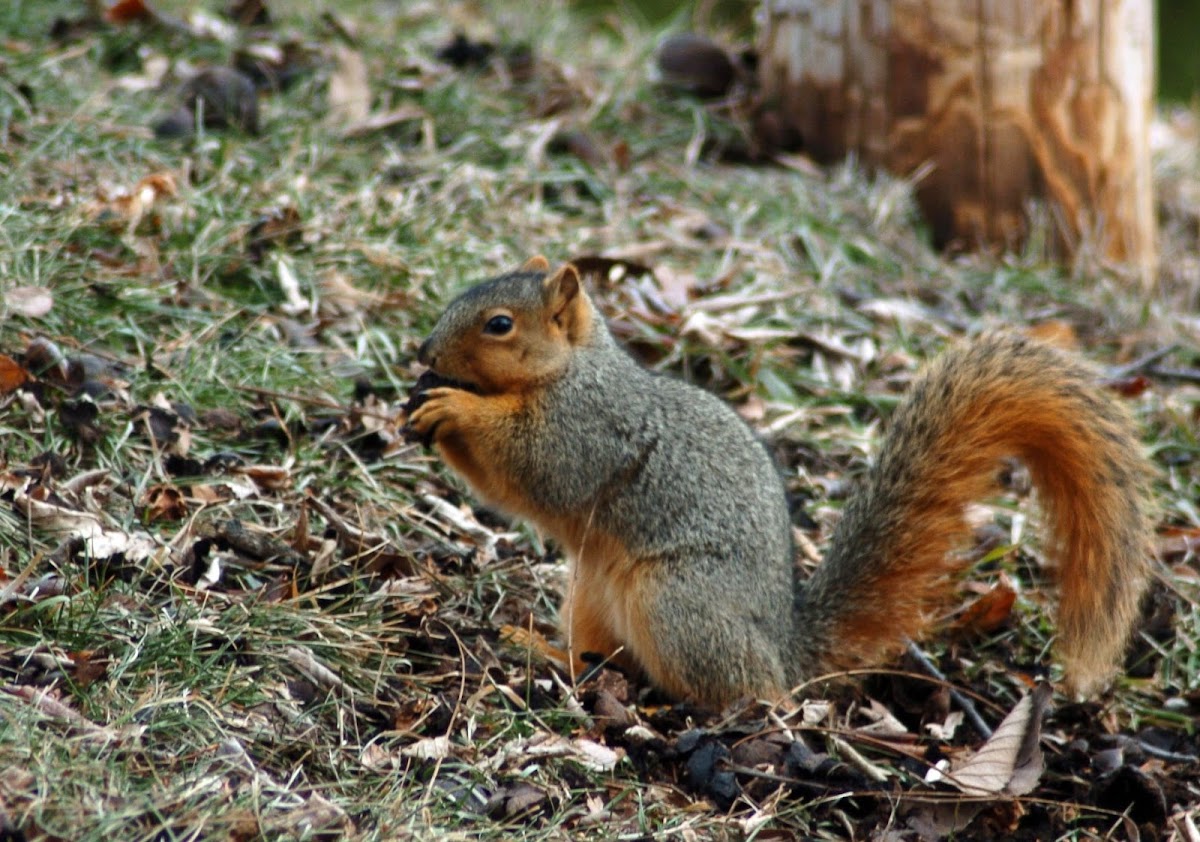 Fox Squirrel