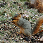 Fox Squirrel