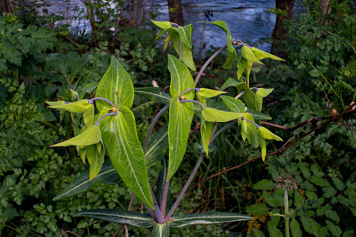 Euphorbia lathyris