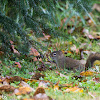 Red Squirrel