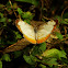 Common mestra butterfly