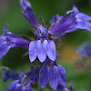 Lobelia