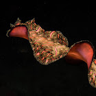 Persian Carpet Flatworm