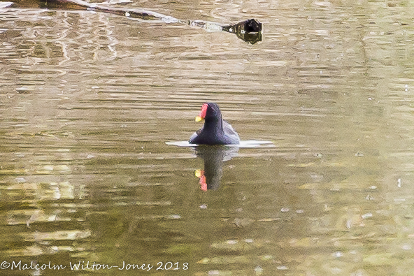 Moorhen